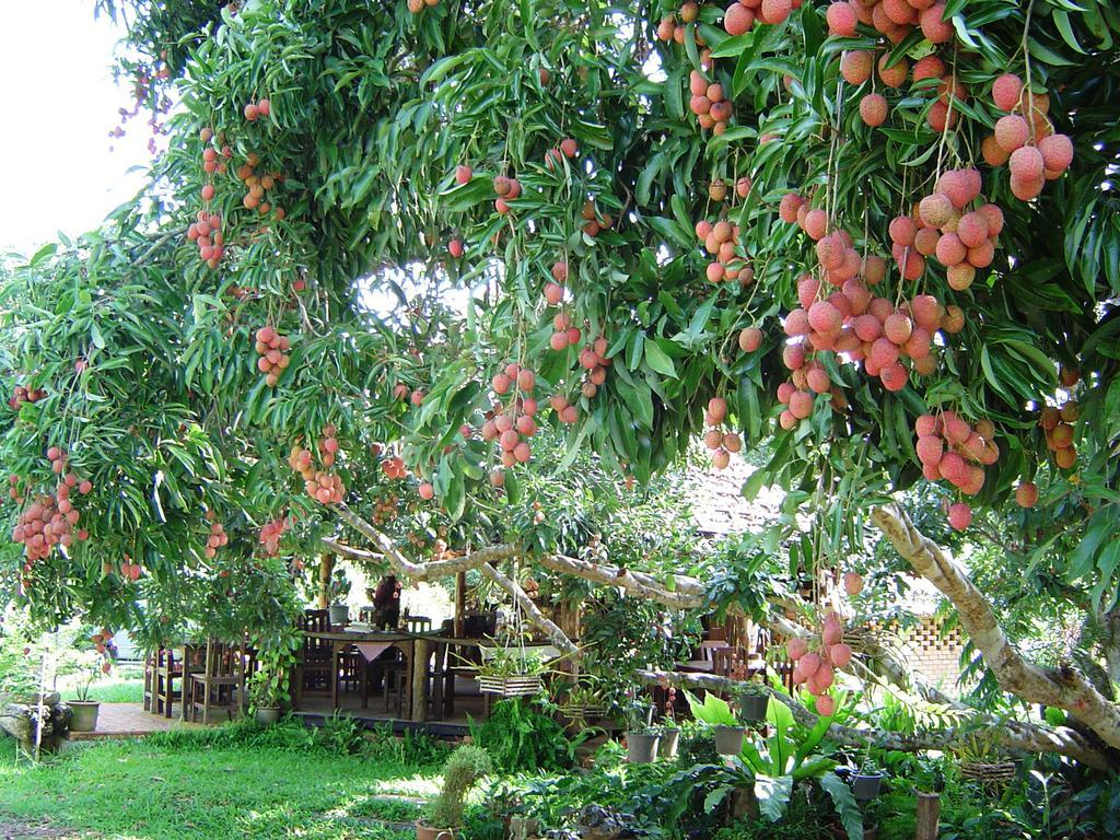 Yang Tone Farm